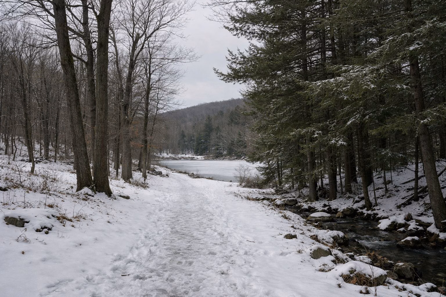 A snow-covered woodland path between bare oaks and green hemlocks, soft overcast light