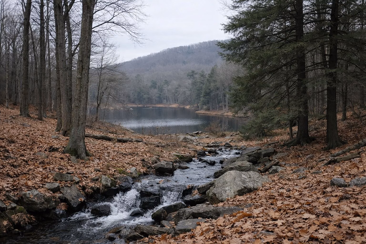 Open oak woods in late autumn with bare trees and deep leaf litter under gray sky